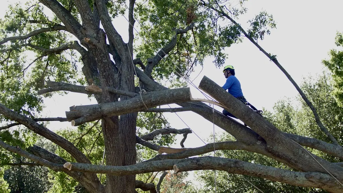Professional Crown Thinning performed by certified arborists in Alba